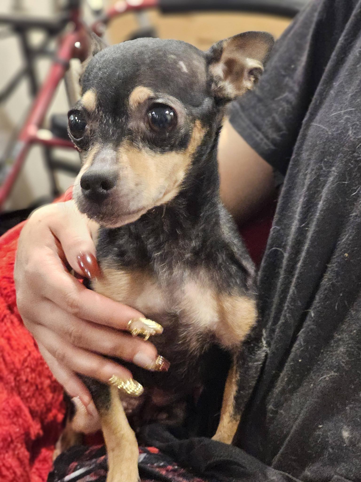 Enlarge Kinza, an adopted Chihuahua in Fort Payne, AL image 5/6