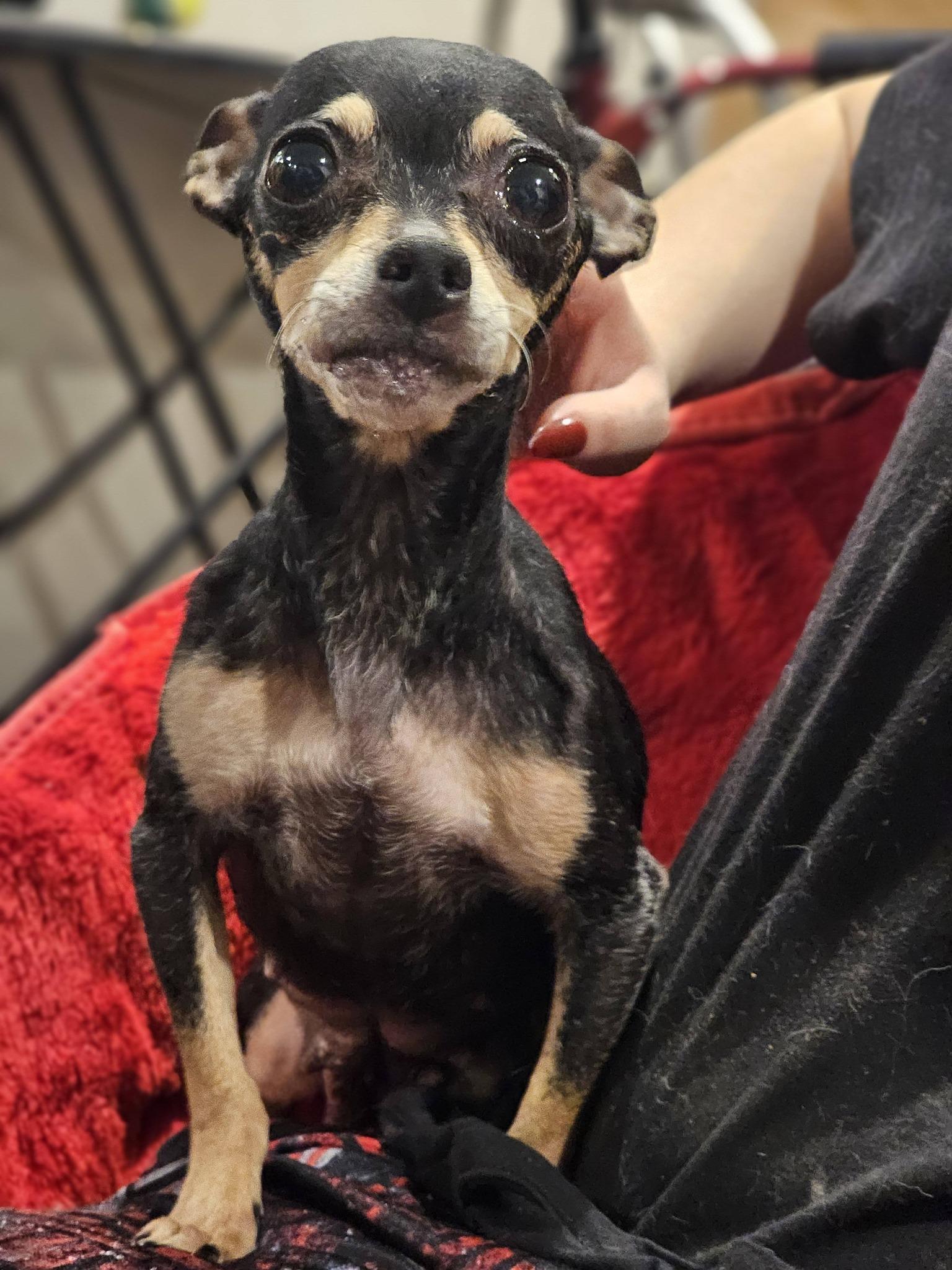 Enlarge Kinza, an adopted Chihuahua in Fort Payne, AL image 1/6