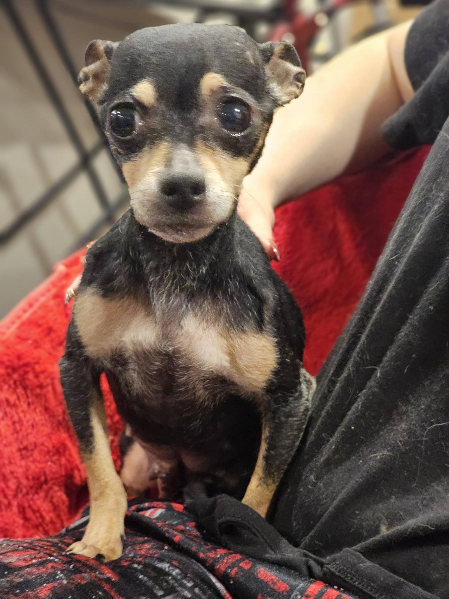 Enlarge Kinza, an adopted Chihuahua in Fort Payne, AL image 6/6