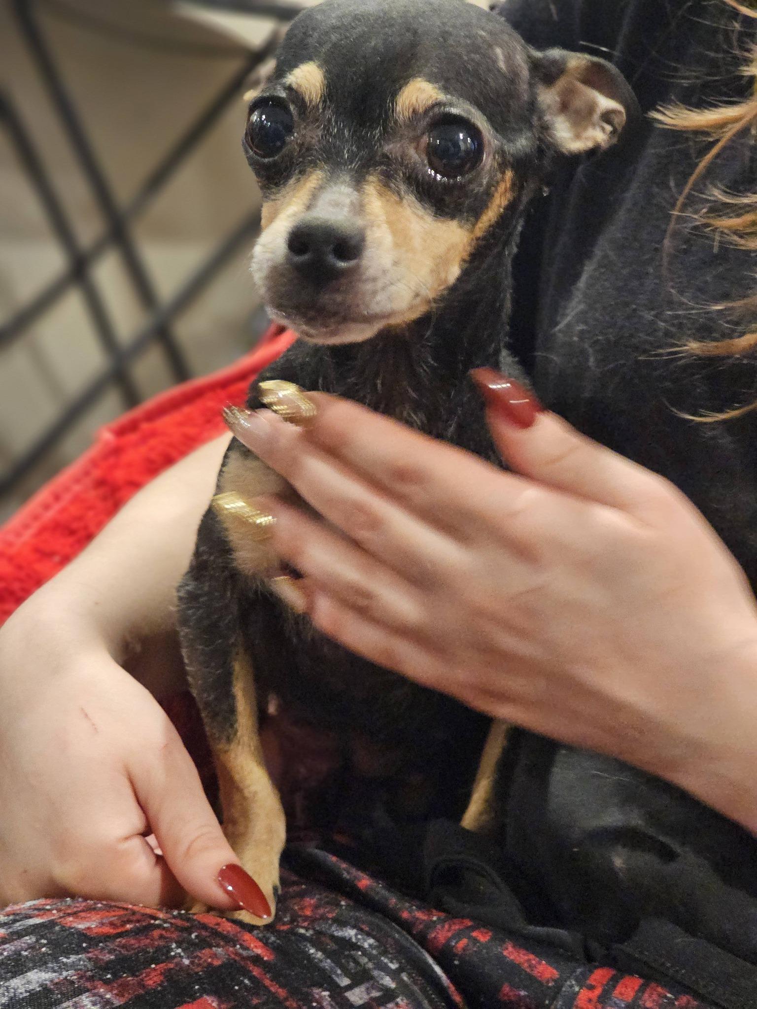 Enlarge Kinza, an adopted Chihuahua in Fort Payne, AL image 4/6