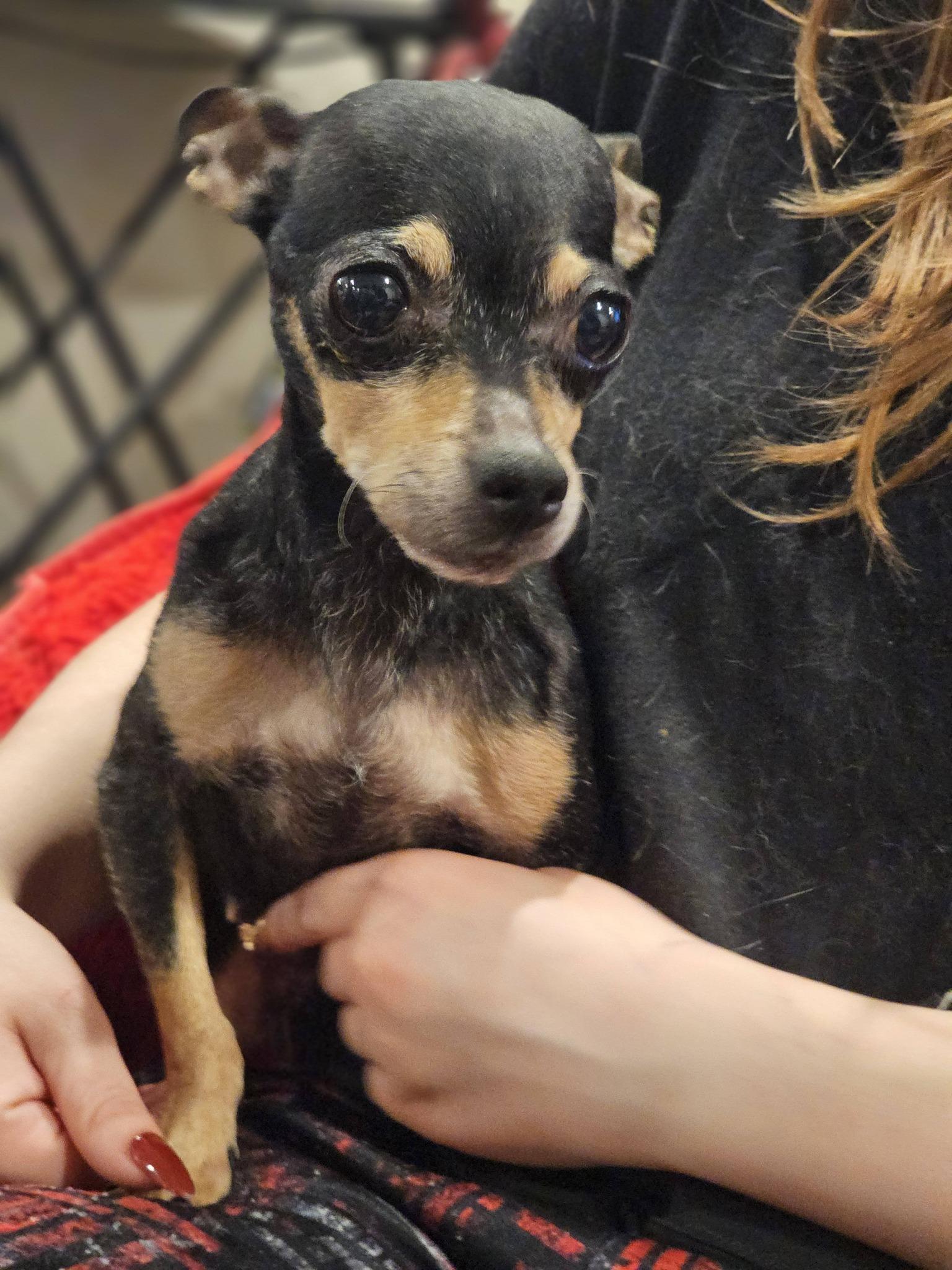 Enlarge Kinza, an adopted Chihuahua in Fort Payne, AL image 2/6