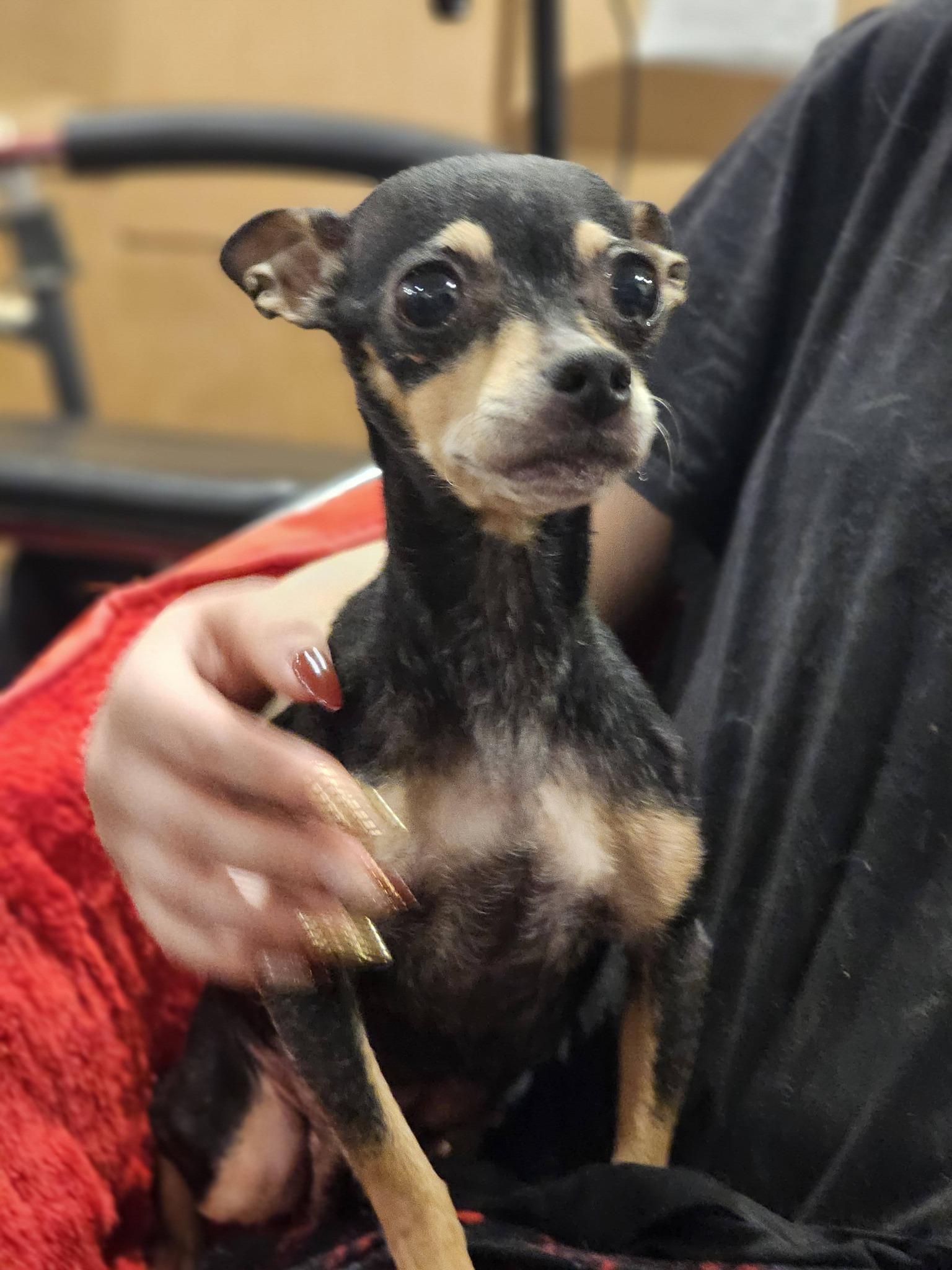 Enlarge Kinza, an adopted Chihuahua in Fort Payne, AL image 3/6