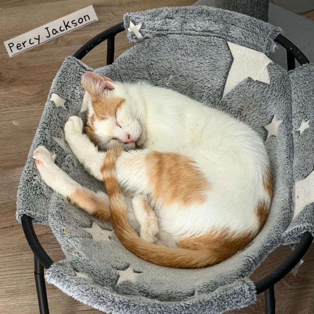 Percy Jackson, Adoptable, Adult Male Domestic Short Hair.