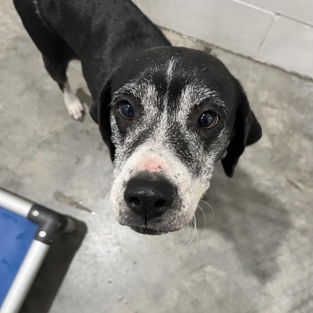 Enlarge Beverly, a Adoptable mixed breed in Richmond Hill, GA image 1/5