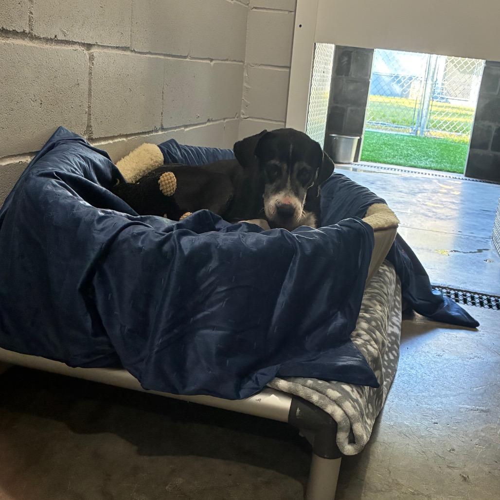 Enlarge Beverly, a Adoptable mixed breed in Richmond Hill, GA image 2/5