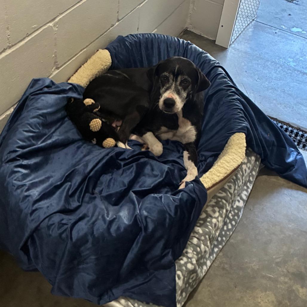 Enlarge Beverly, a Adoptable mixed breed in Richmond Hill, GA image 3/5
