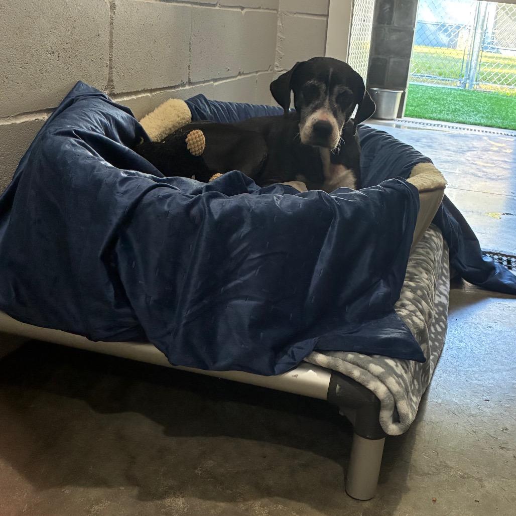 Enlarge Beverly, a Adoptable mixed breed in Richmond Hill, GA image 4/5