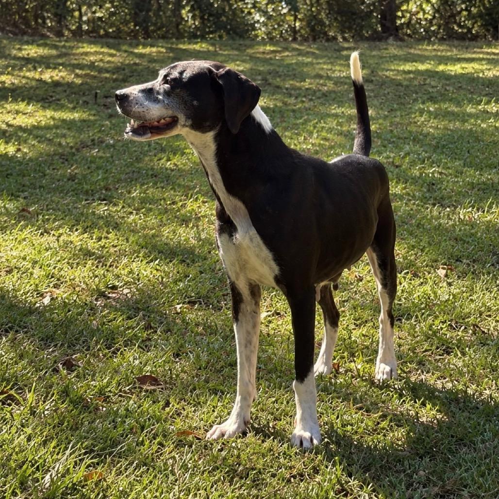 Enlarge Beverly, a Adoptable mixed breed in Richmond Hill, GA image 5/5