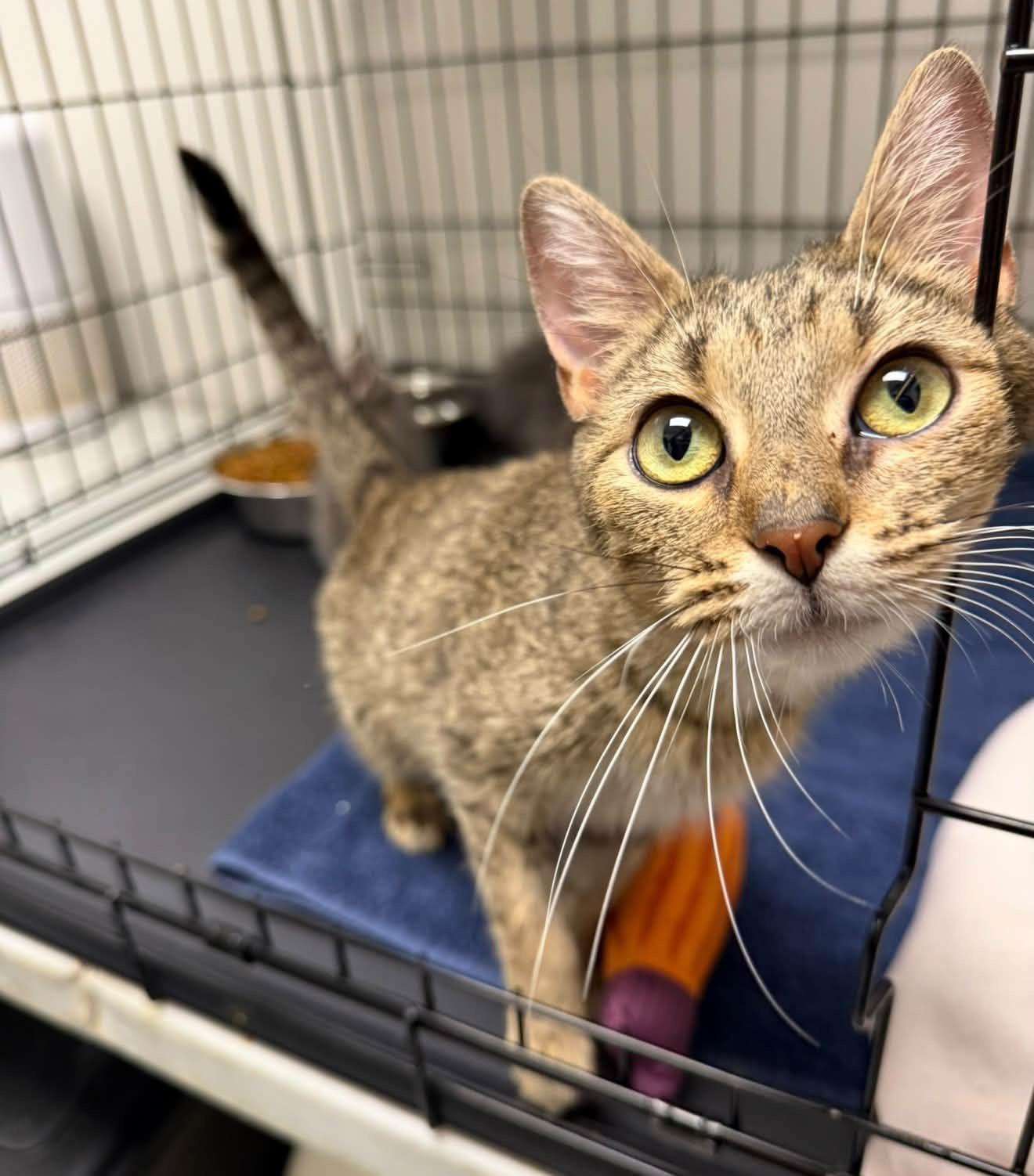 Enlarge Luna, a Adoptable Domestic Short Hair in Cowlesville, NY image 2/3