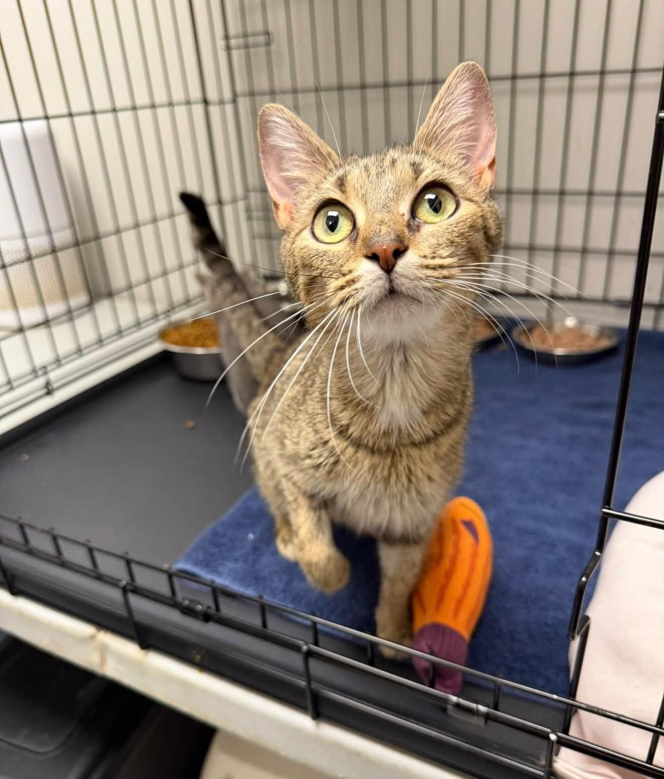 Enlarge Luna, a Adoptable Domestic Short Hair in Cowlesville, NY image 3/3