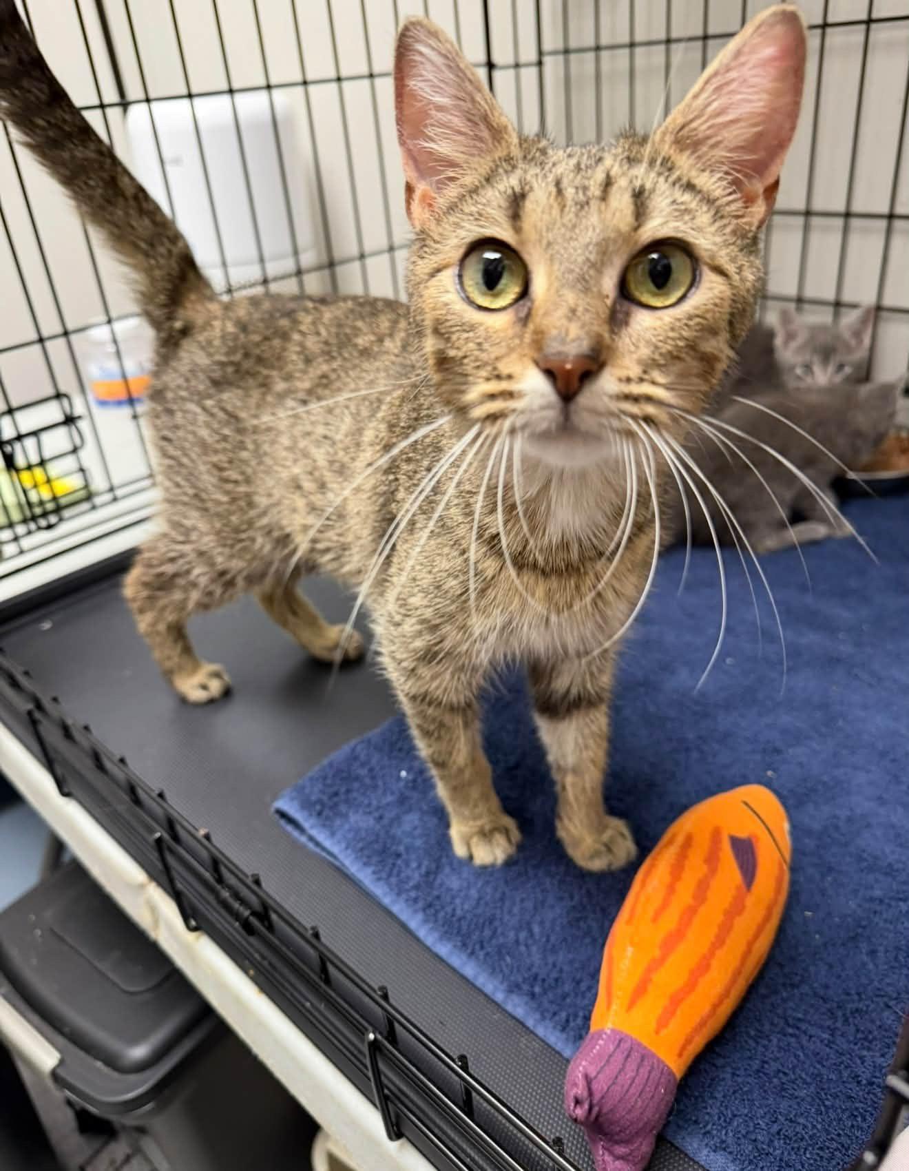 Enlarge Luna, a Adoptable Domestic Short Hair in Cowlesville, NY image 1/3