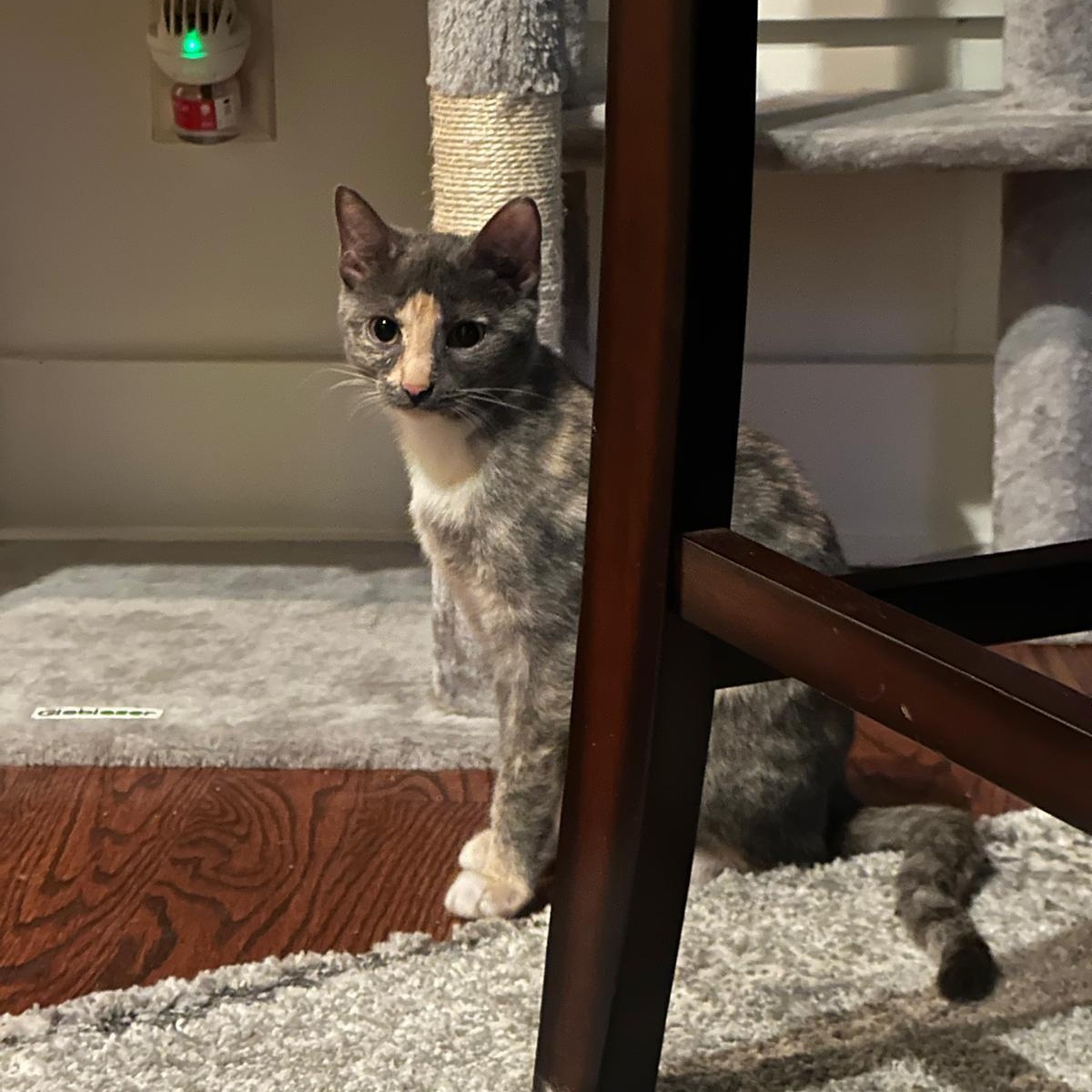 Enlarge Sage (bonded with Sky), a Adoptable Dilute Tortoiseshell in Lawrenceville, GA image 3/5