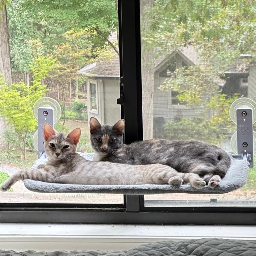 Enlarge Sage (bonded with Sky), a Adoptable Dilute Tortoiseshell in Lawrenceville, GA image 4/5