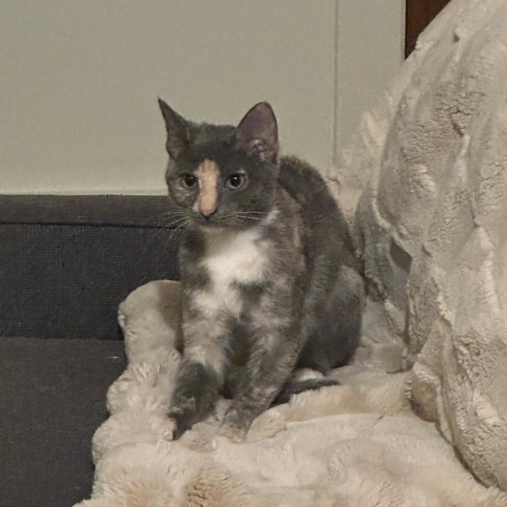 Enlarge Sage (bonded with Sky), a Adoptable Dilute Tortoiseshell in Lawrenceville, GA image 1/5