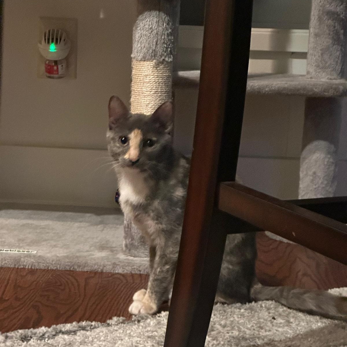 Enlarge Sage (bonded with Sky), a Adoptable Dilute Tortoiseshell in Lawrenceville, GA image 5/5