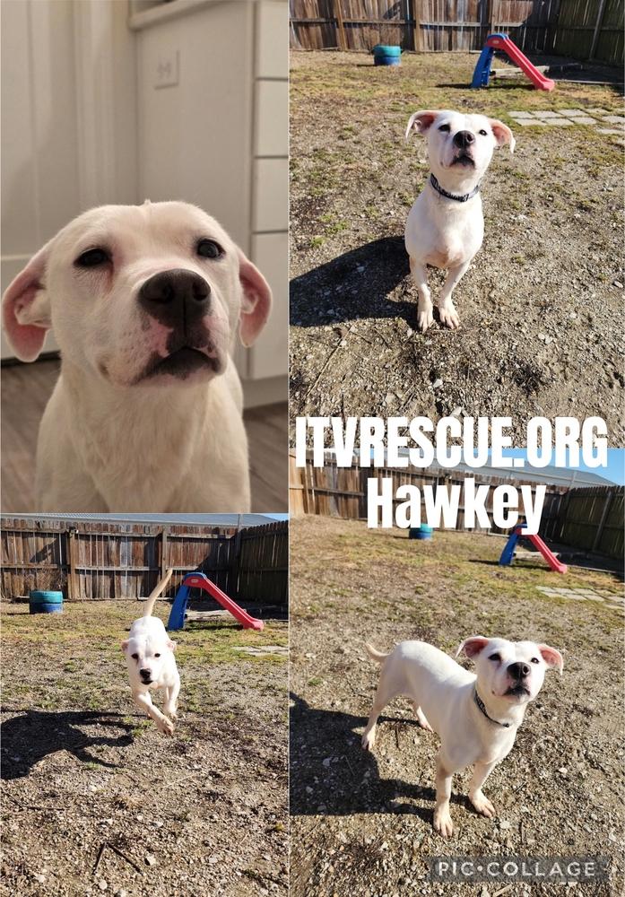 Hawkey, Adoptable, Adult Female Labrador Retriever & Pit Bull Terrier.