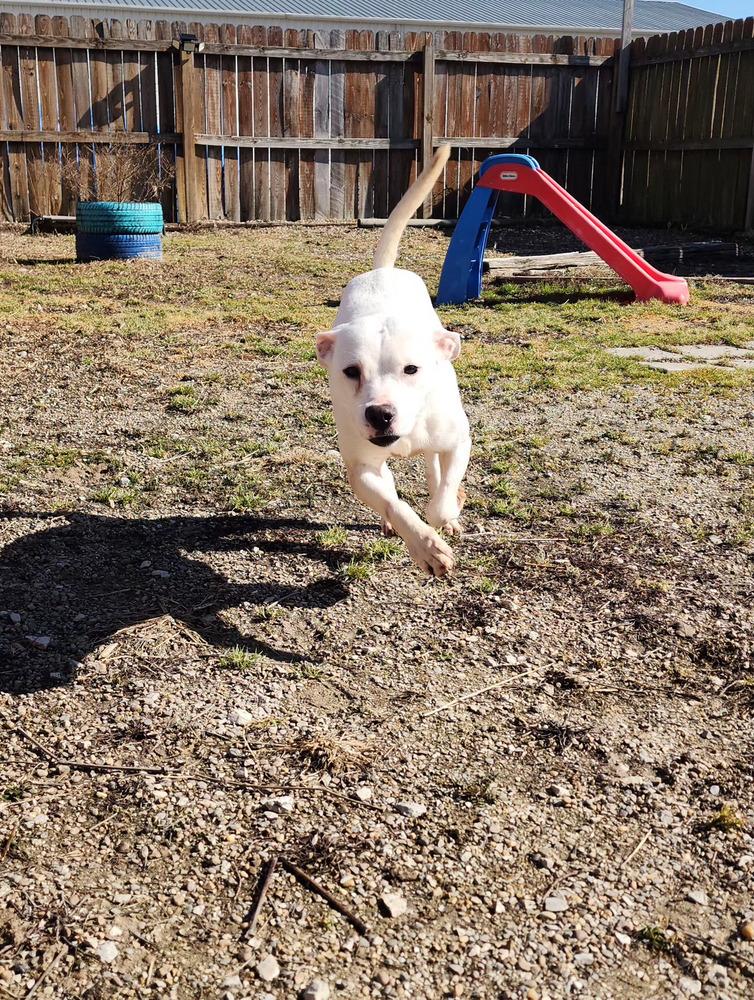 Enlarge Hawkey, a Adoptable mixed breed in Evansville, IN image 2/6
