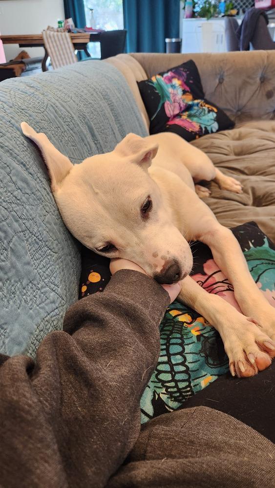 Enlarge Hawkey, a Adoptable mixed breed in Evansville, IN image 3/6