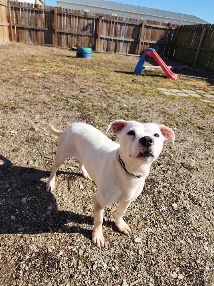 Enlarge Hawkey, a Adoptable mixed breed in Evansville, IN image 4/6