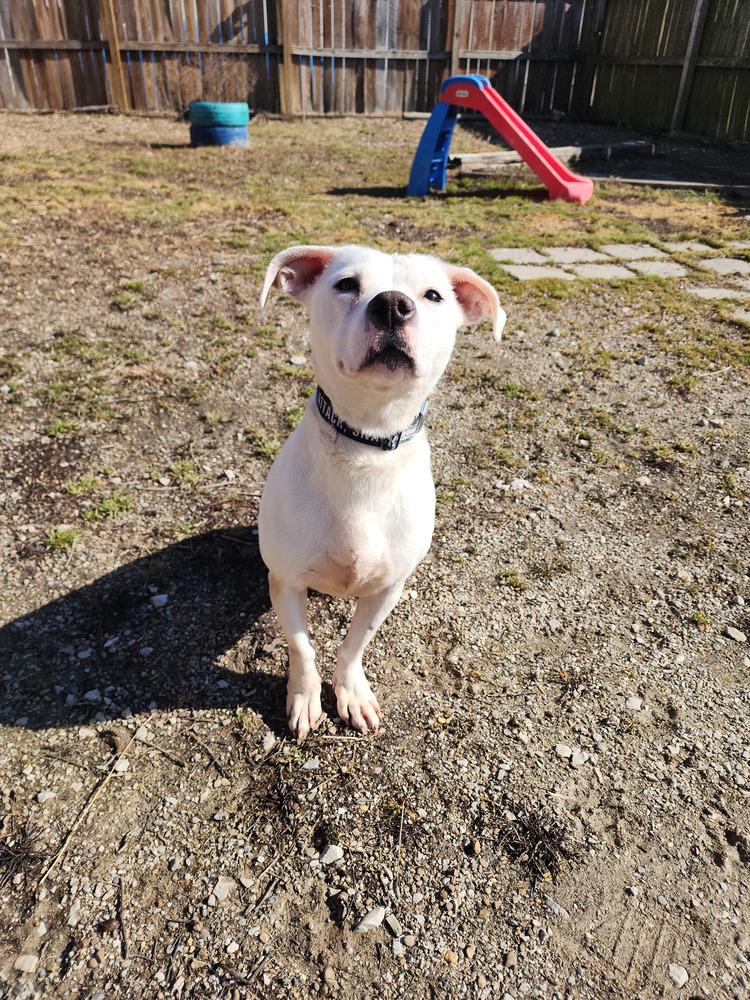 Enlarge Hawkey, a Adoptable mixed breed in Evansville, IN image 5/6