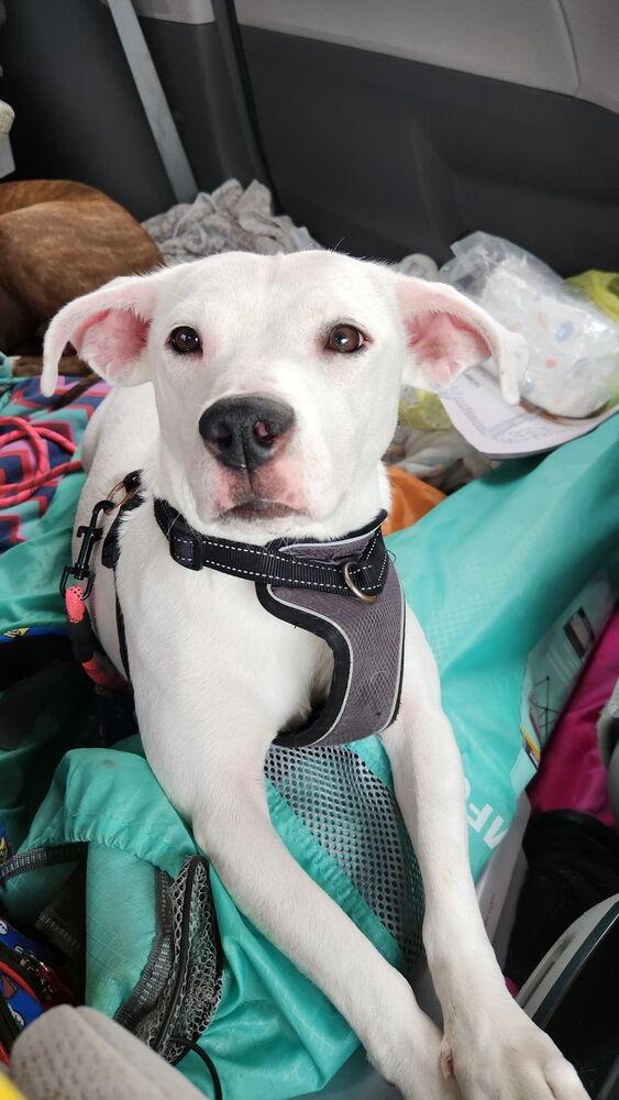 Enlarge Hawkey, a Adoptable mixed breed in Evansville, IN image 6/6