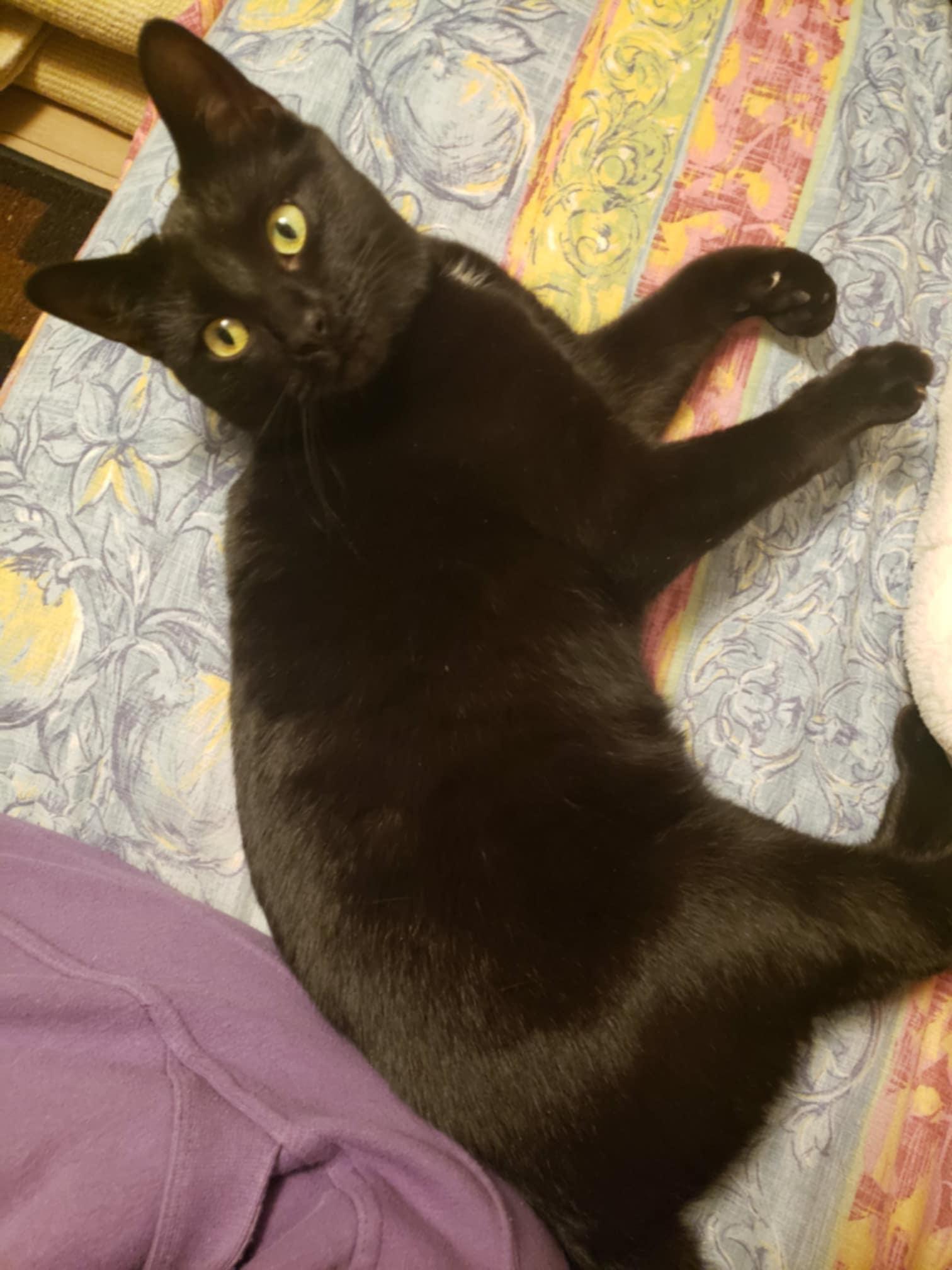 Blue, an adoptable Domestic Short Hair in Chatham, ON, N7M 2Z7 | Photo Image 3