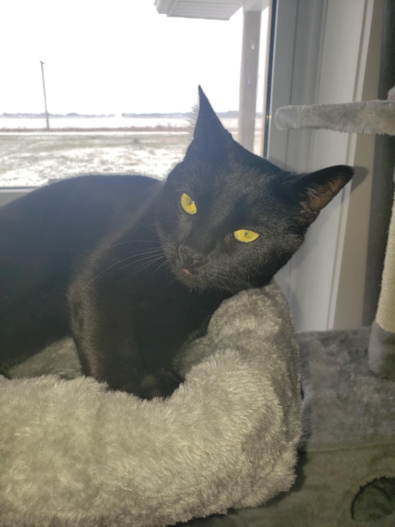 Blue, an adoptable Domestic Short Hair in Chatham, ON, N7M 2Z7 | Photo Image 5