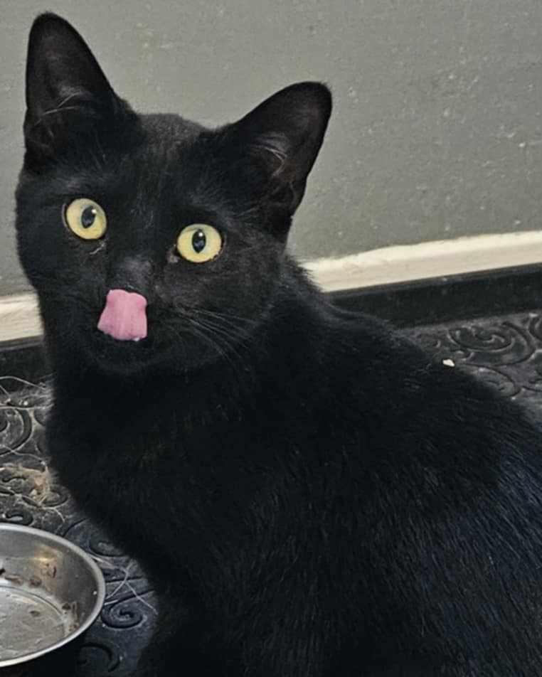 Blue, an adoptable Domestic Short Hair in Chatham, ON, N7M 2Z7 | Photo Image 2