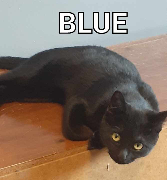Blue, an adoptable Domestic Short Hair in Chatham, ON, N7M 2Z7 | Photo Image 4