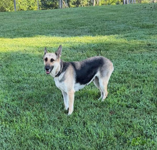 Bailey, Adoptable, Young Female German Shepherd Dog.