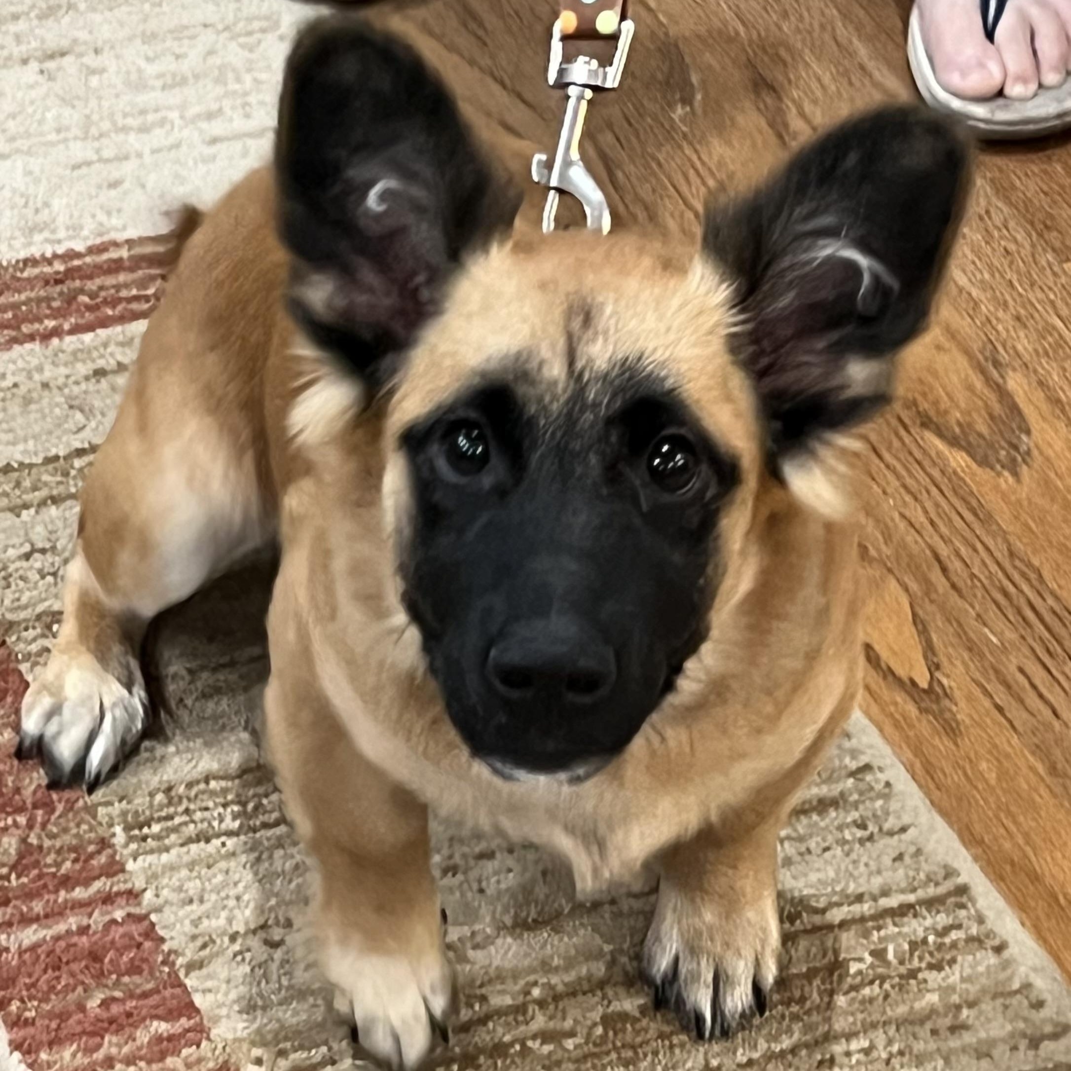 Hamlet, Adoptable, Puppy Male Cardigan Welsh Corgi.