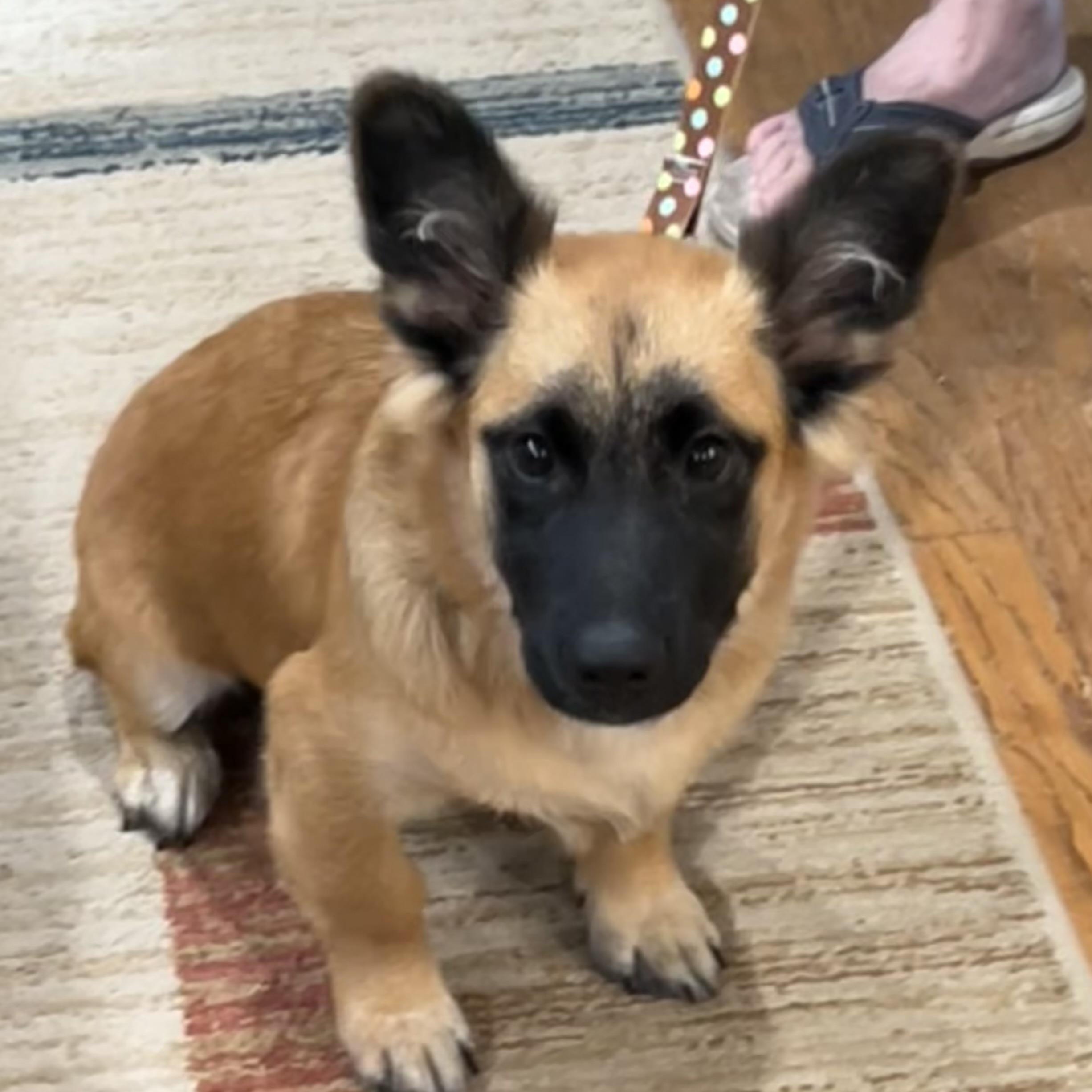 Enlarge Hamlet, a Adoptable mixed breed in Bellaire, TX image 2/6