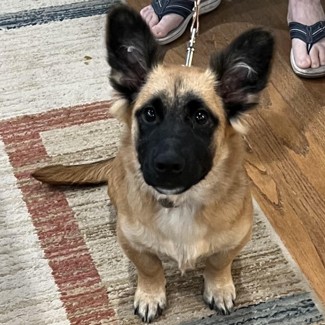Enlarge Hamlet, a Adoptable mixed breed in Bellaire, TX image 4/6