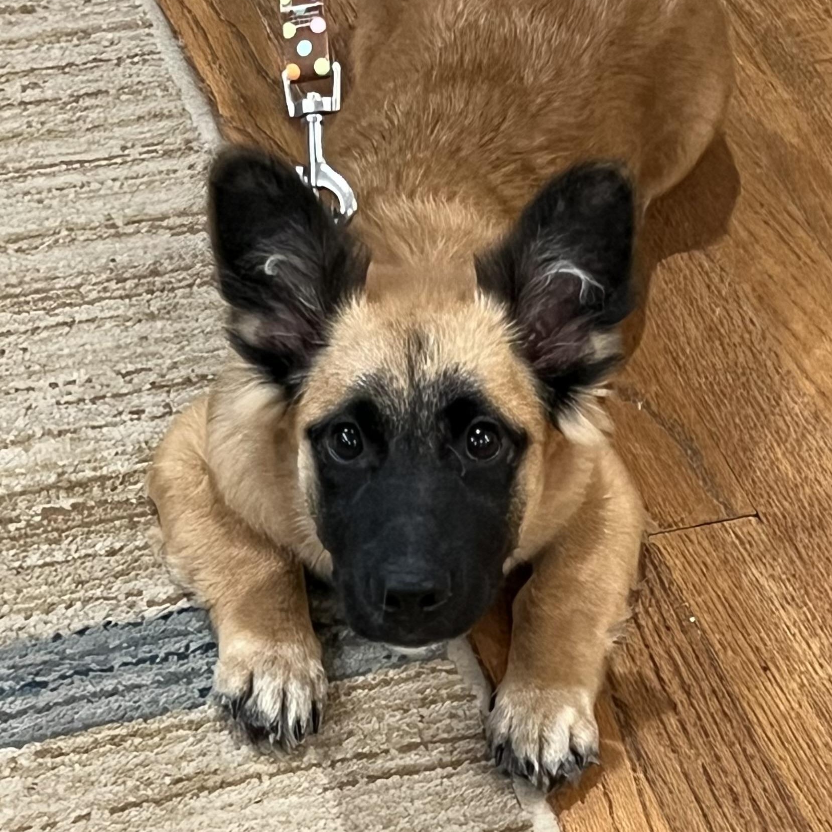 Enlarge Hamlet, a Adoptable mixed breed in Bellaire, TX image 6/6