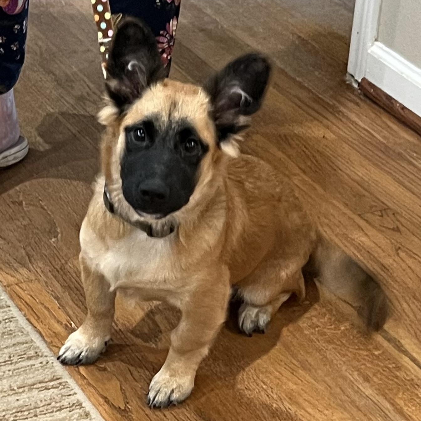 Enlarge Hamlet, a Adoptable mixed breed in Bellaire, TX image 3/6