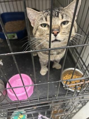 Raccoon — thumbnail 2