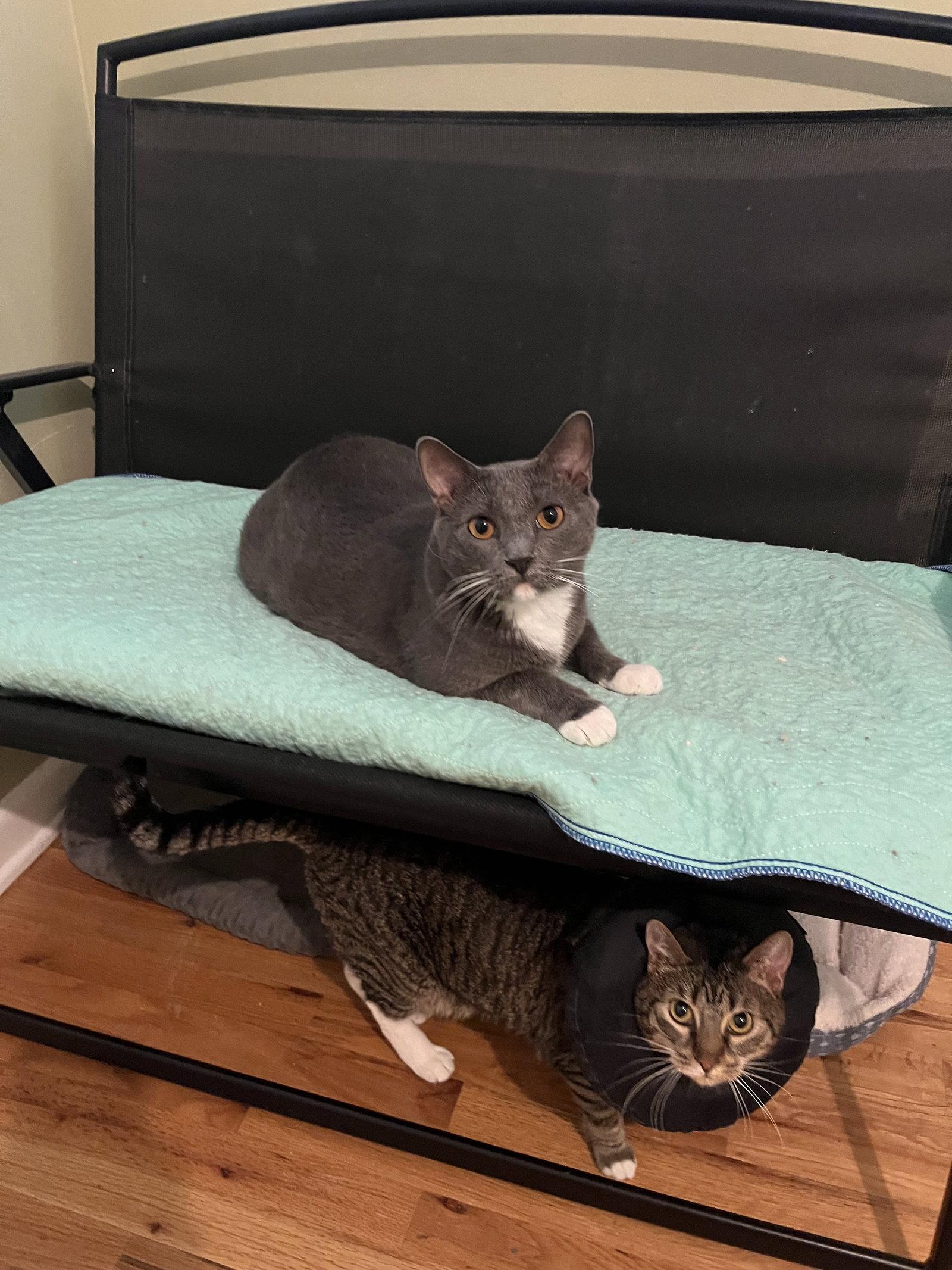 Paula + Thor, Adoptable, Adult Female Domestic Short Hair.