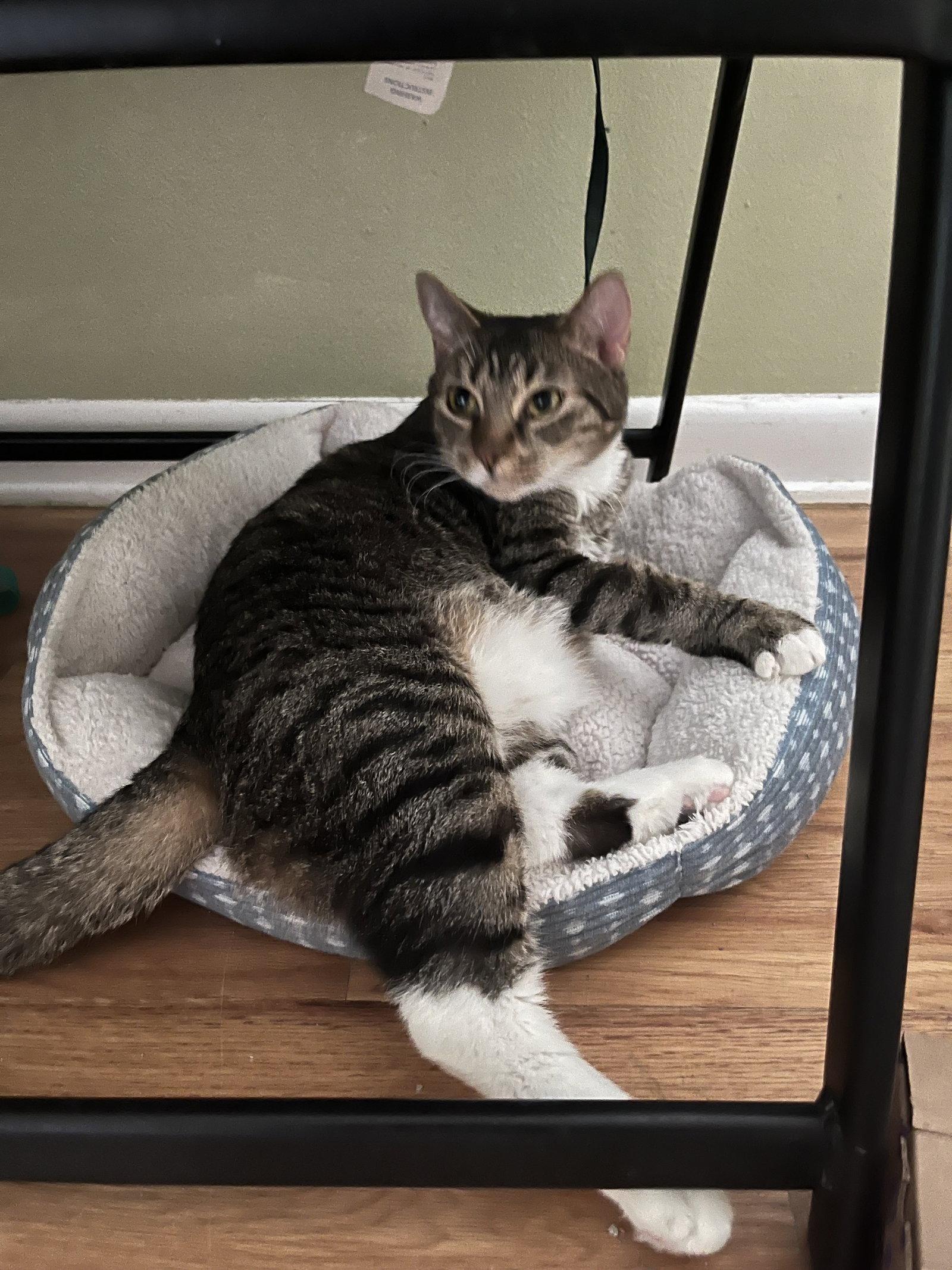 Paula + Thor, a Adoptable Domestic Short Hair in Aurora, CO image 2/3