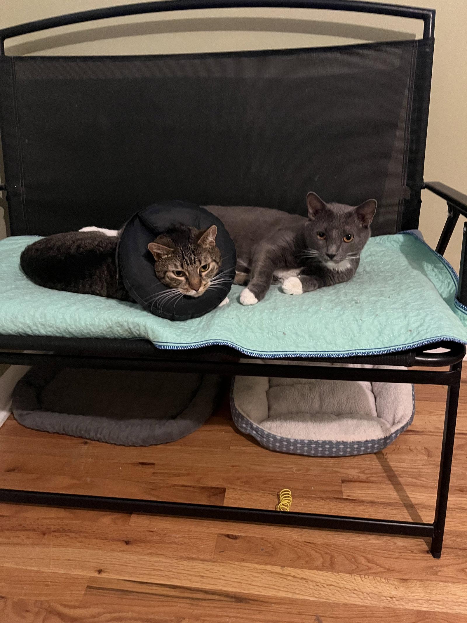 Paula + Thor, a Adoptable Domestic Short Hair in Aurora, CO image 3/3