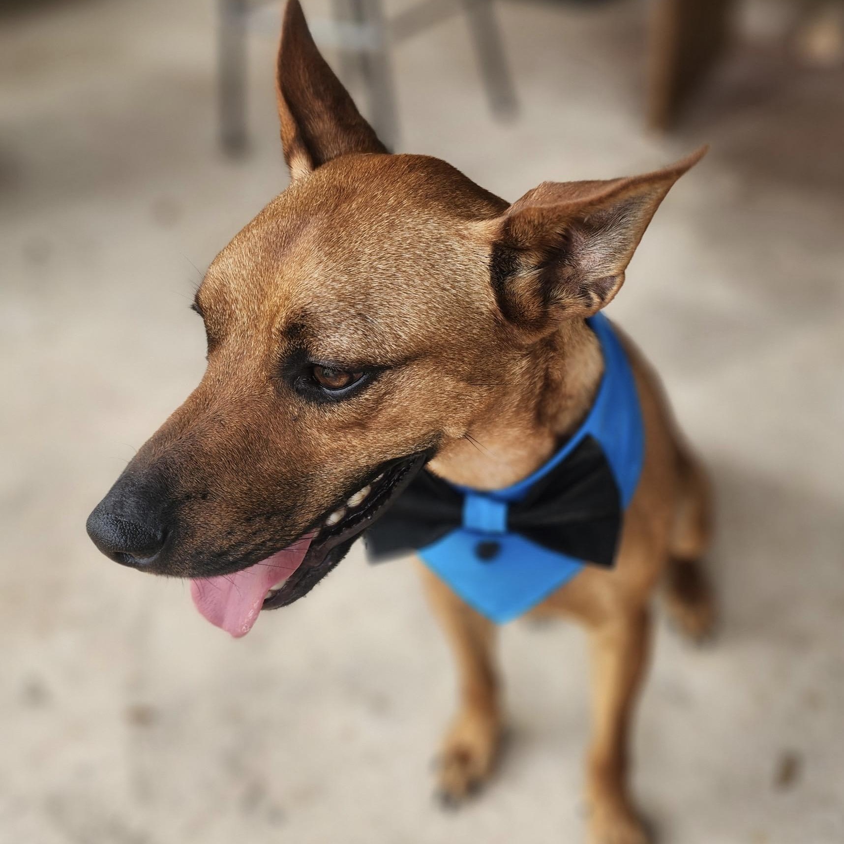 Bentley, ADOPTABLE, Young Male Basenji.