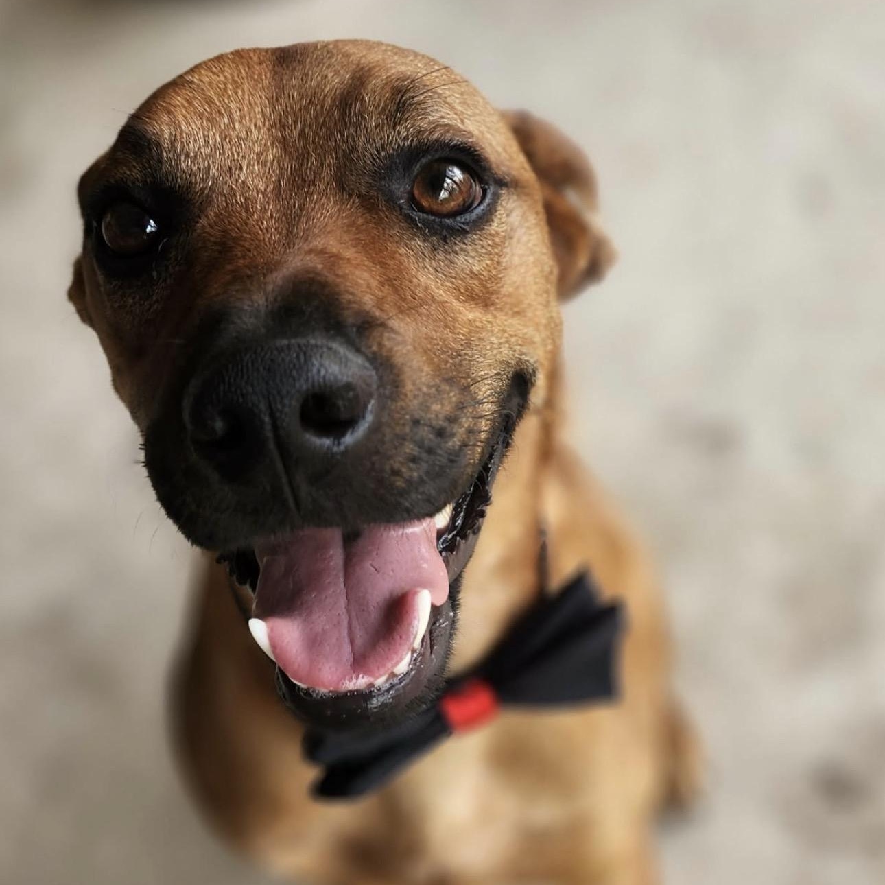 Enlarge Bentley, a ADOPTABLE mixed breed in Seabrook, NH image 2/6