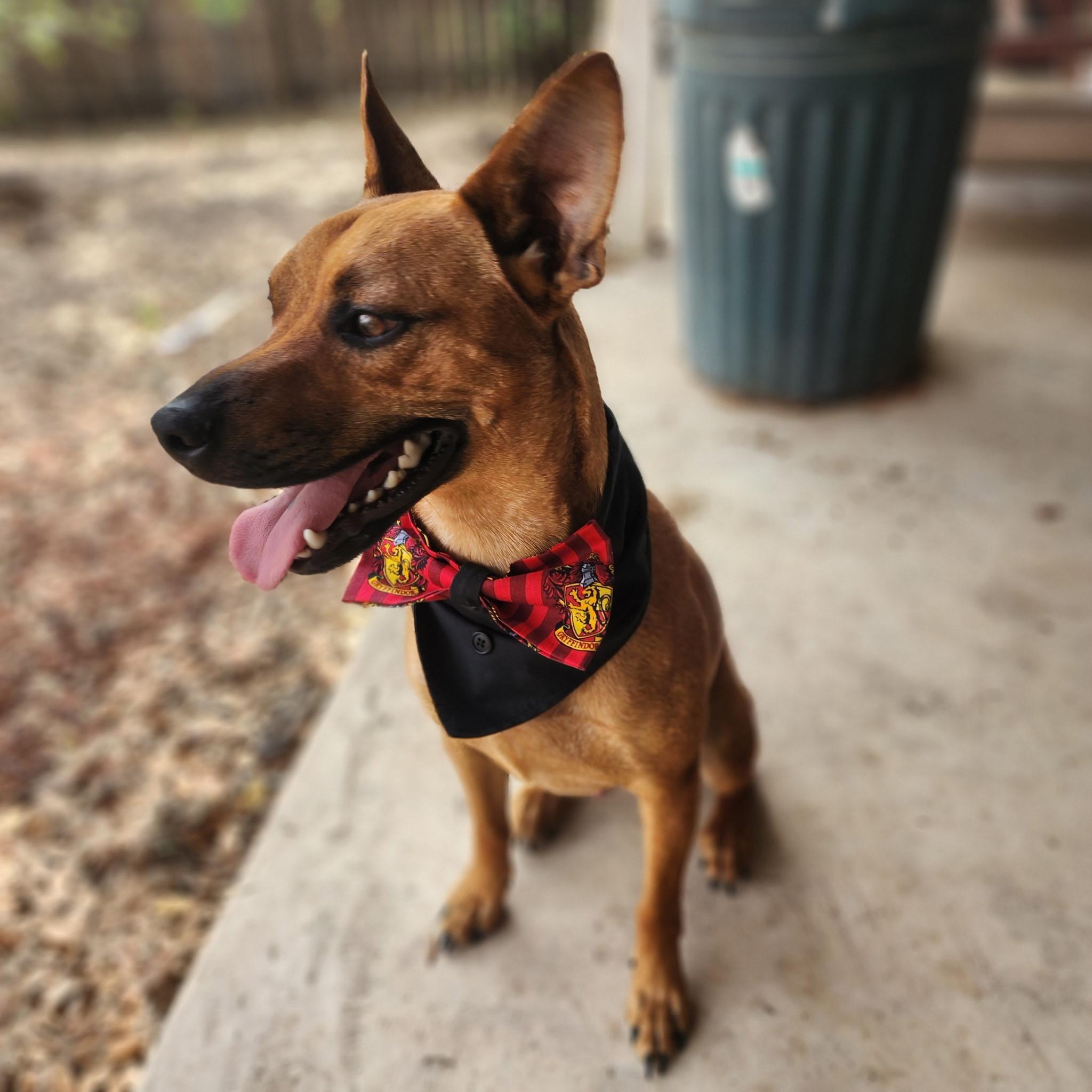 Enlarge Bentley, a ADOPTABLE mixed breed in Seabrook, NH image 4/6