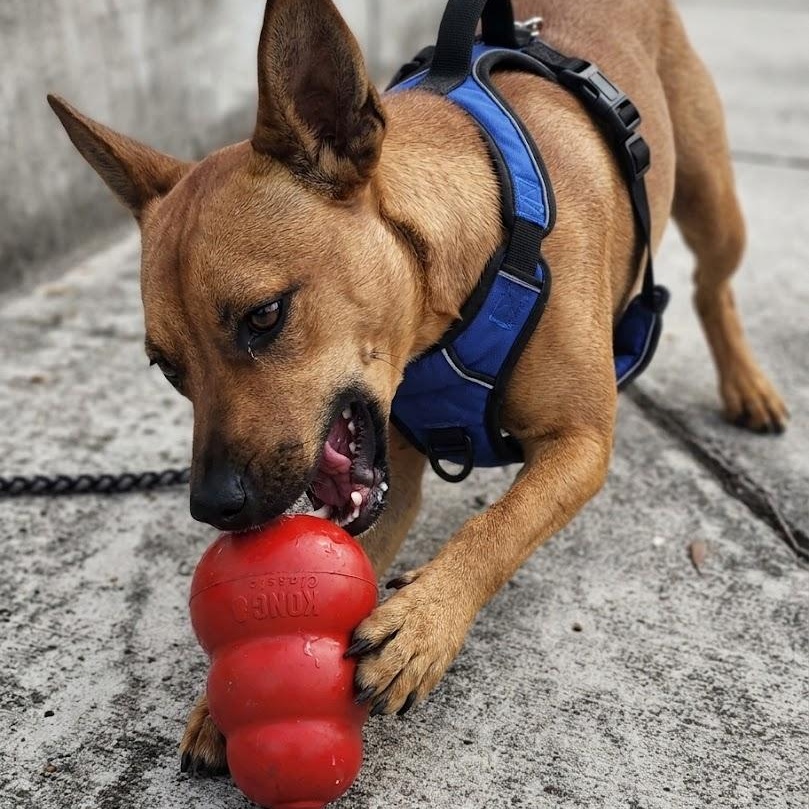 Enlarge Bentley, a ADOPTABLE mixed breed in Seabrook, NH image 6/6