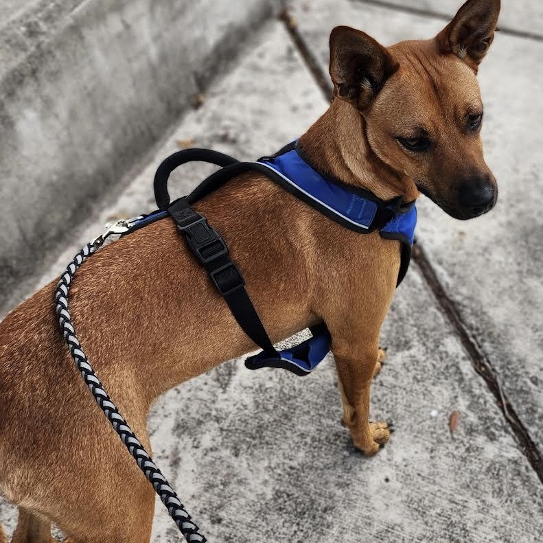 Enlarge Bentley, a ADOPTABLE mixed breed in Seabrook, NH image 5/6