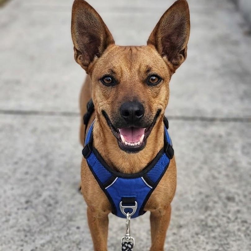 Enlarge Bentley, a ADOPTABLE mixed breed in Seabrook, NH image 3/6