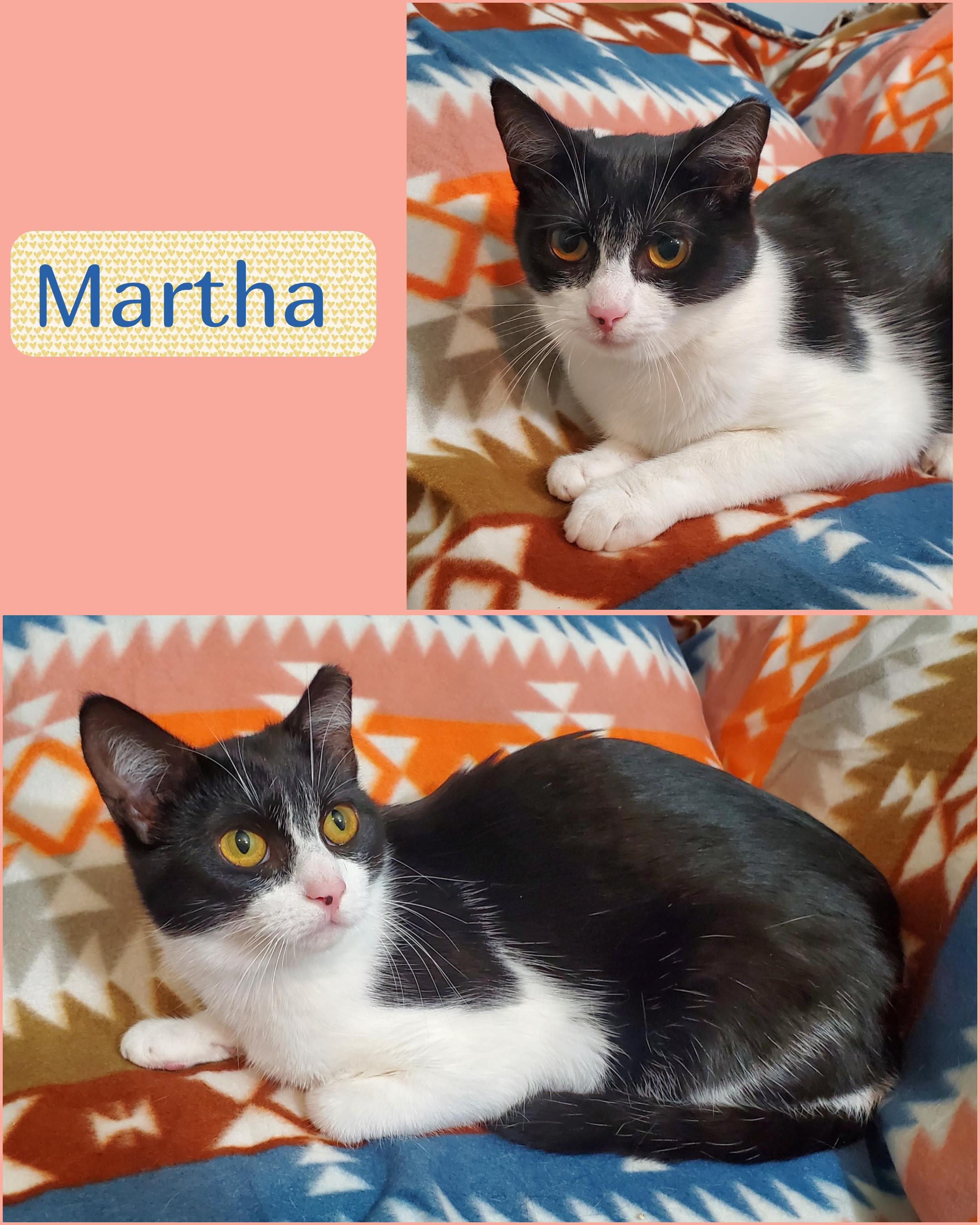 Enlarge Martha, a Adoptable Domestic Short Hair in Franklin, IN image 2/3