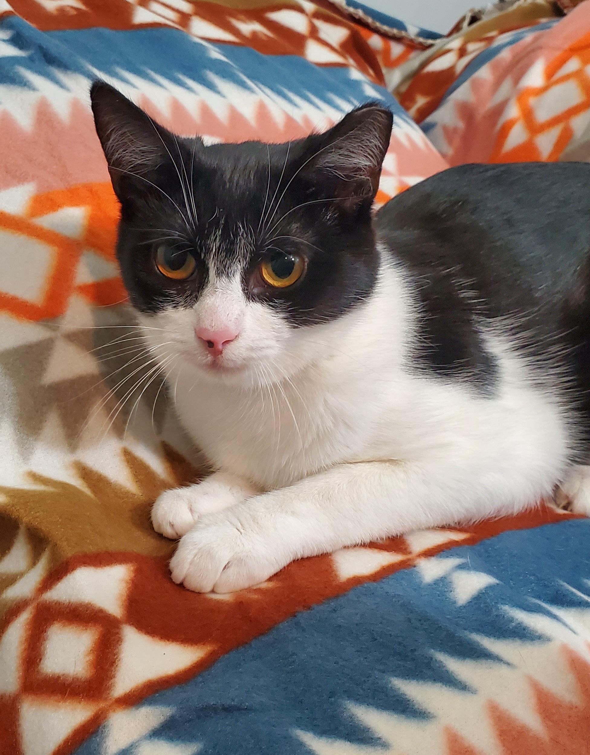 Enlarge Martha, a Adoptable Domestic Short Hair in Franklin, IN image 1/3