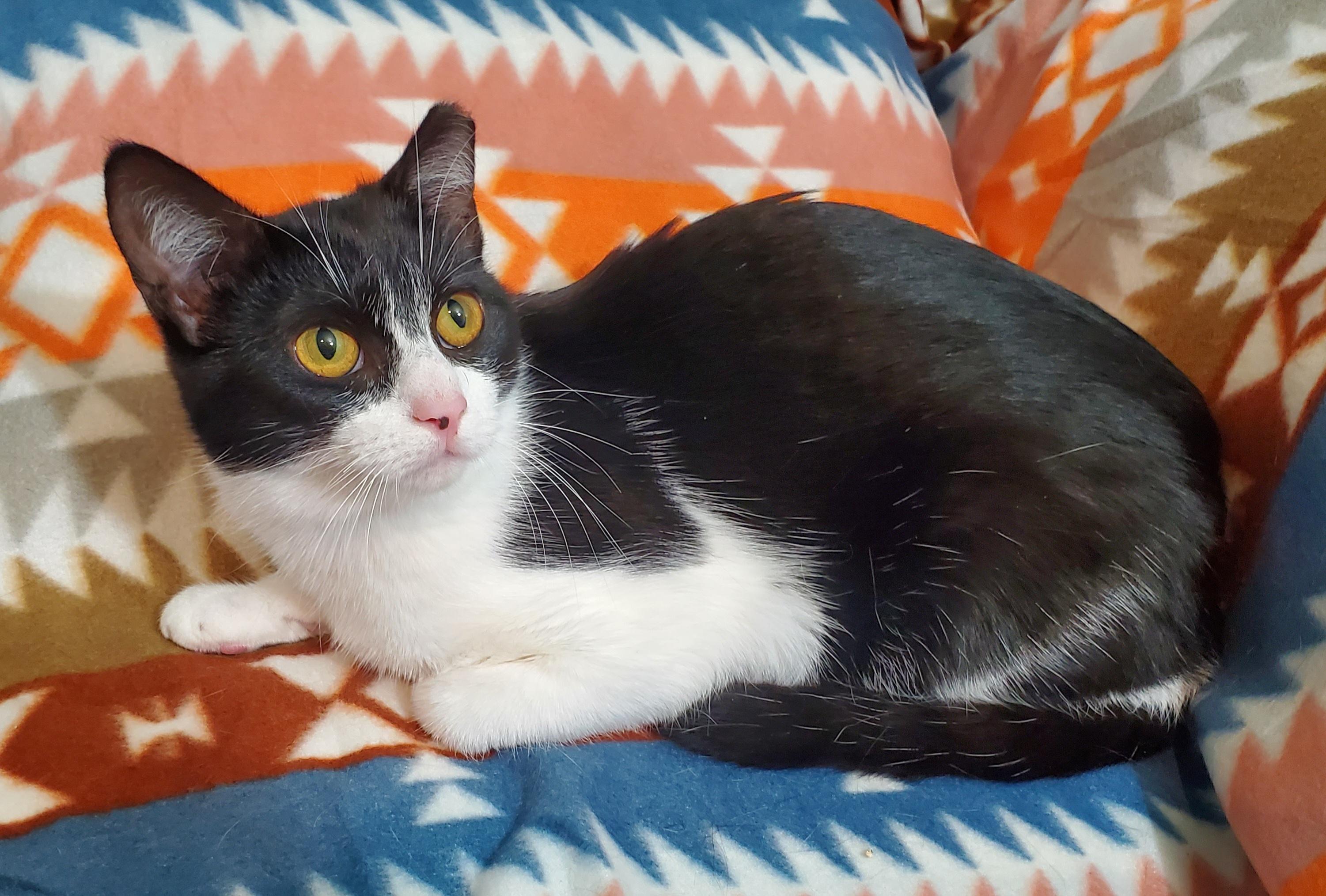 Enlarge Martha, a Adoptable Domestic Short Hair in Franklin, IN image 3/3