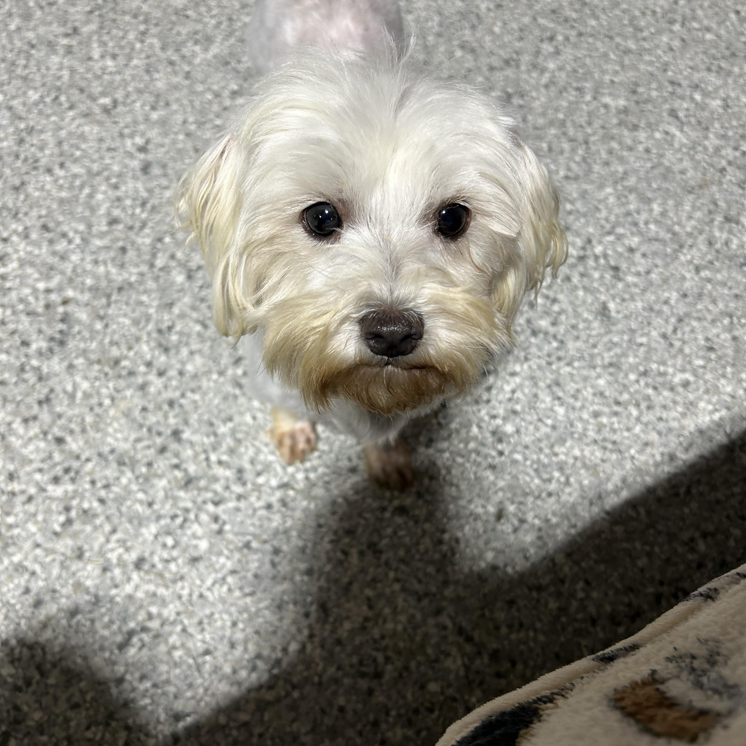Sophie.  Absolute doll! Petite 8 lbs