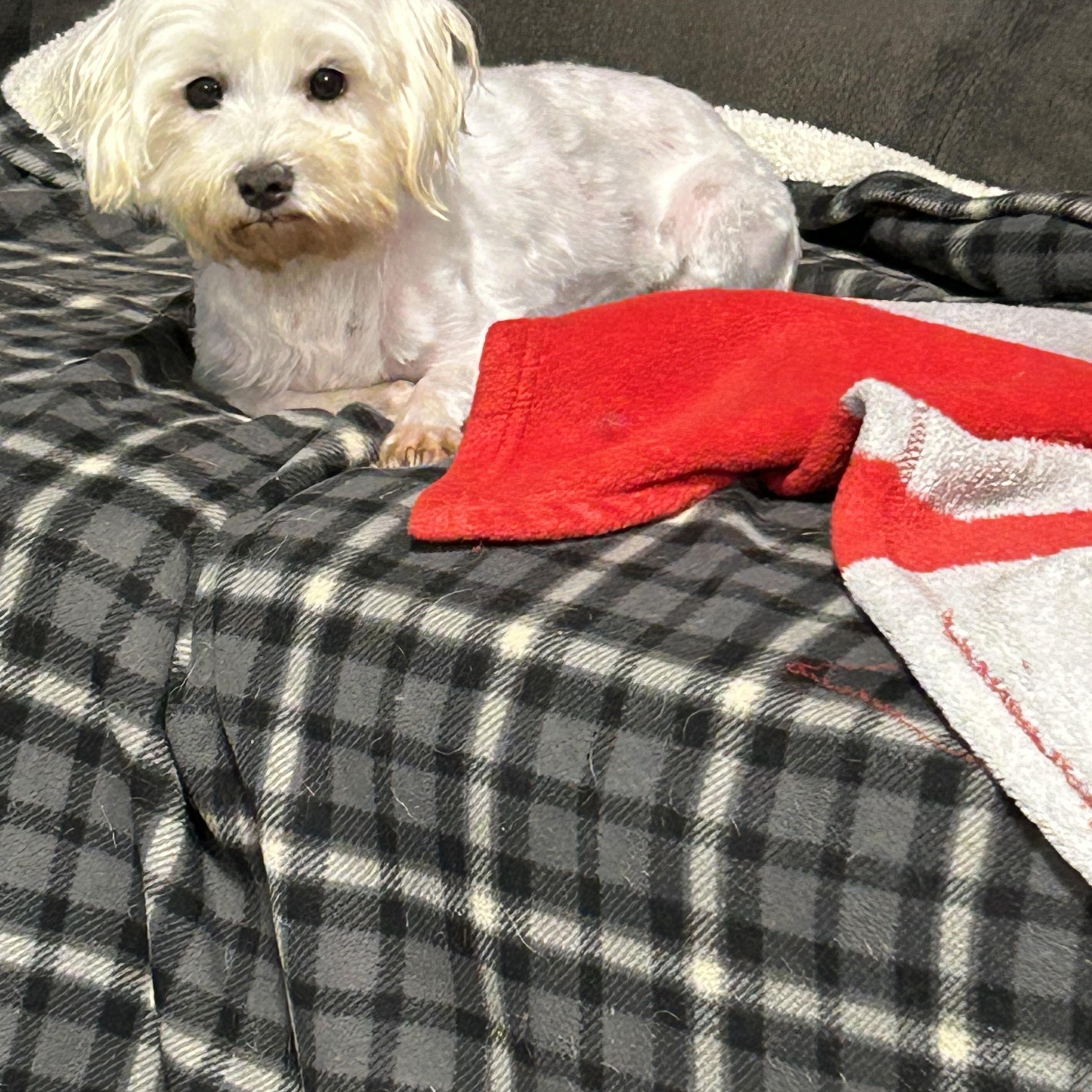 Sophie.  Absolute doll! Petite 8 lbs